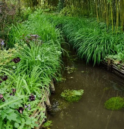 Bamboo grove Giverny water garden